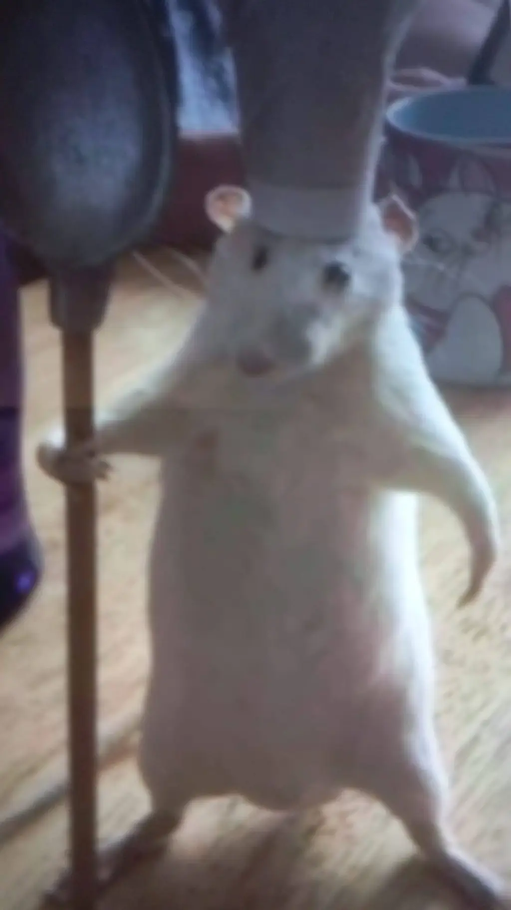 ai character: RATATOUI  background