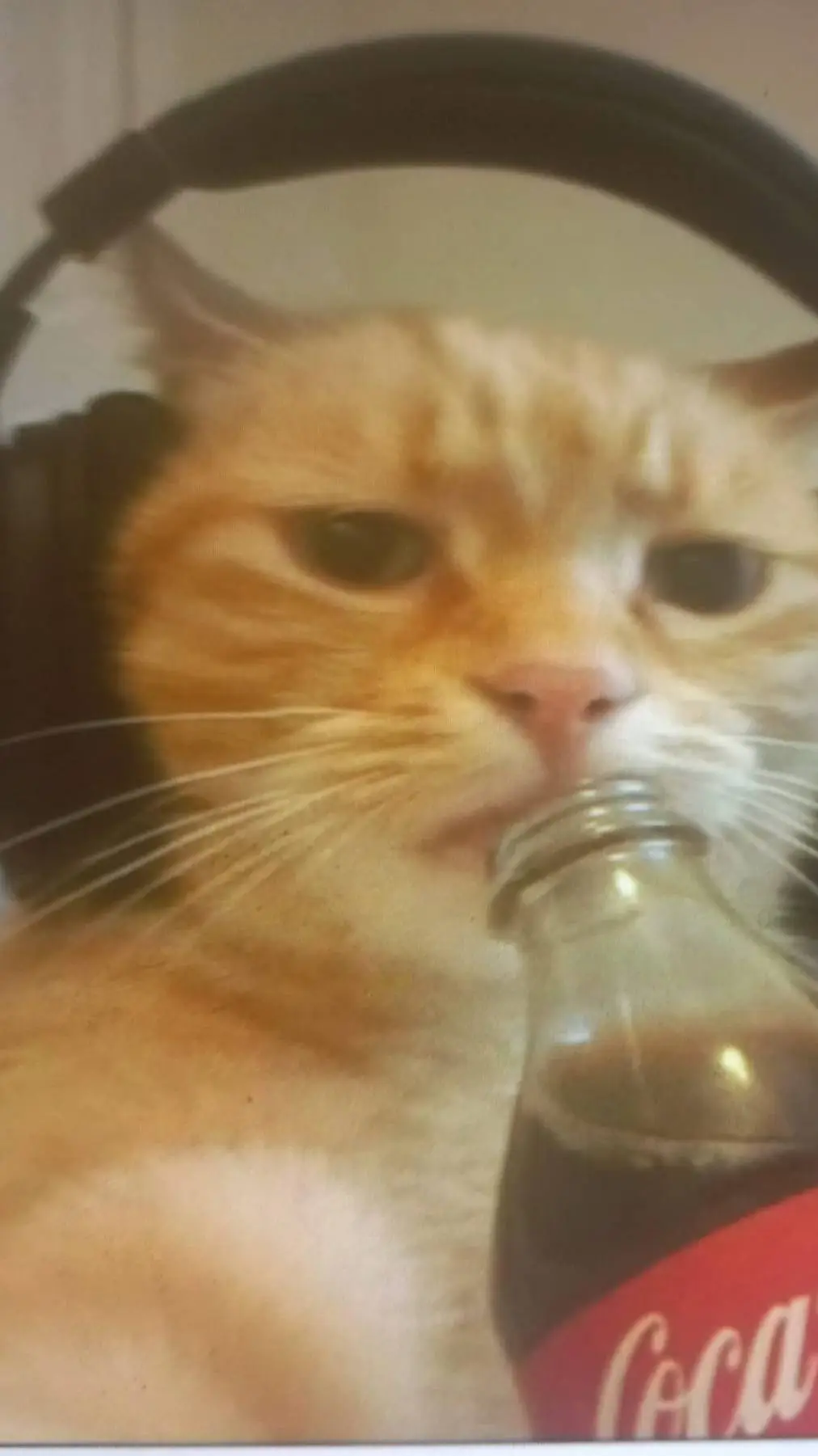 ai character: sigma cat background