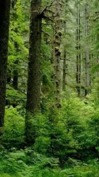 ai character: moon forest background