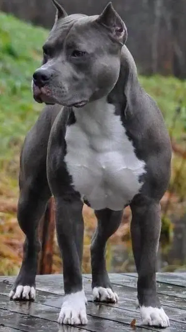 ai character: max  background