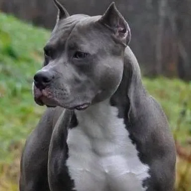 chat with ai character: max 