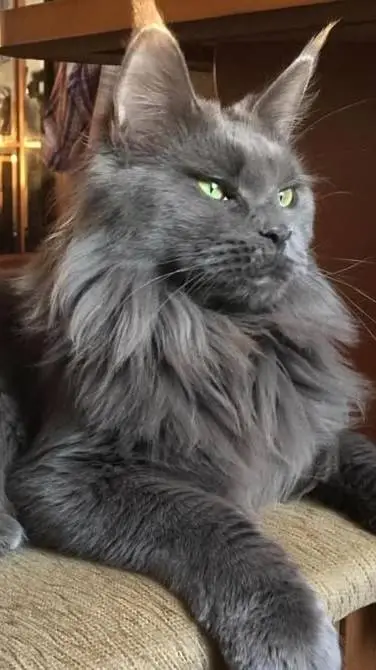 ai character: zack background