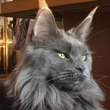 chat with ai character: zack