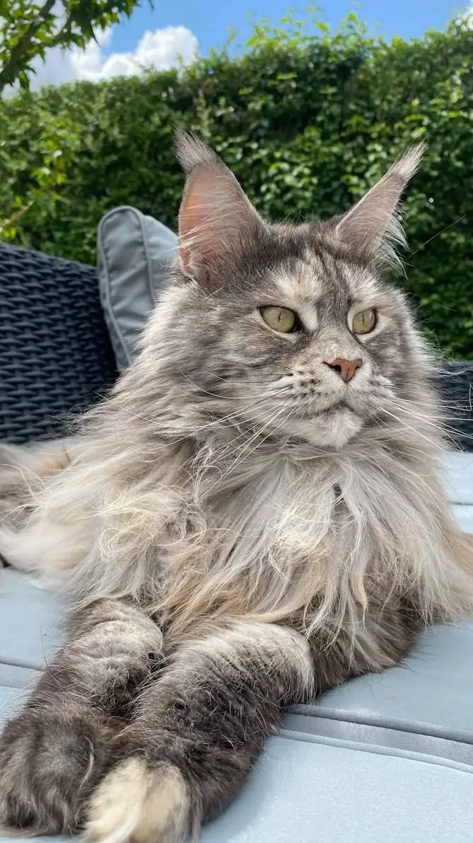 ai character: mike background