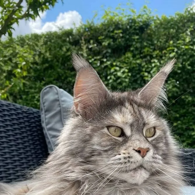 chat with ai character: mike