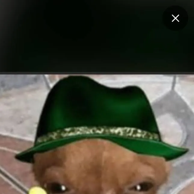 chat with ai character: el perro capo