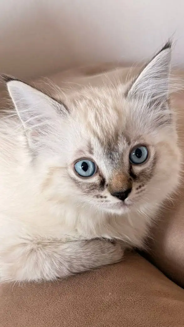 ai character: Neila background