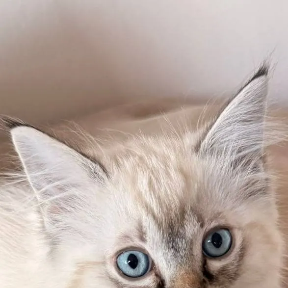 chat with ai character: Neila