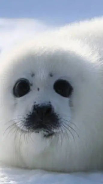 ai character: foca background