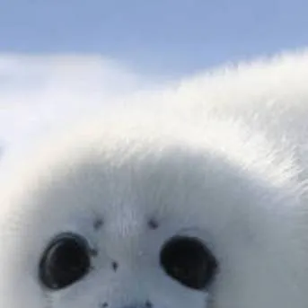 chat with ai character: foca