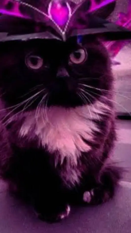 ai character: galko background