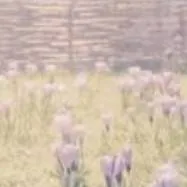 chat with ai character: DW PICK ME >:(