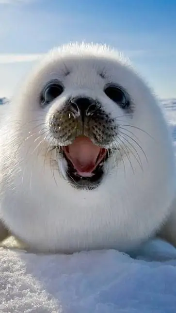 ai character: Foquita Bebe background