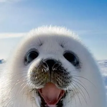 chat with ai character: Foquita Bebe