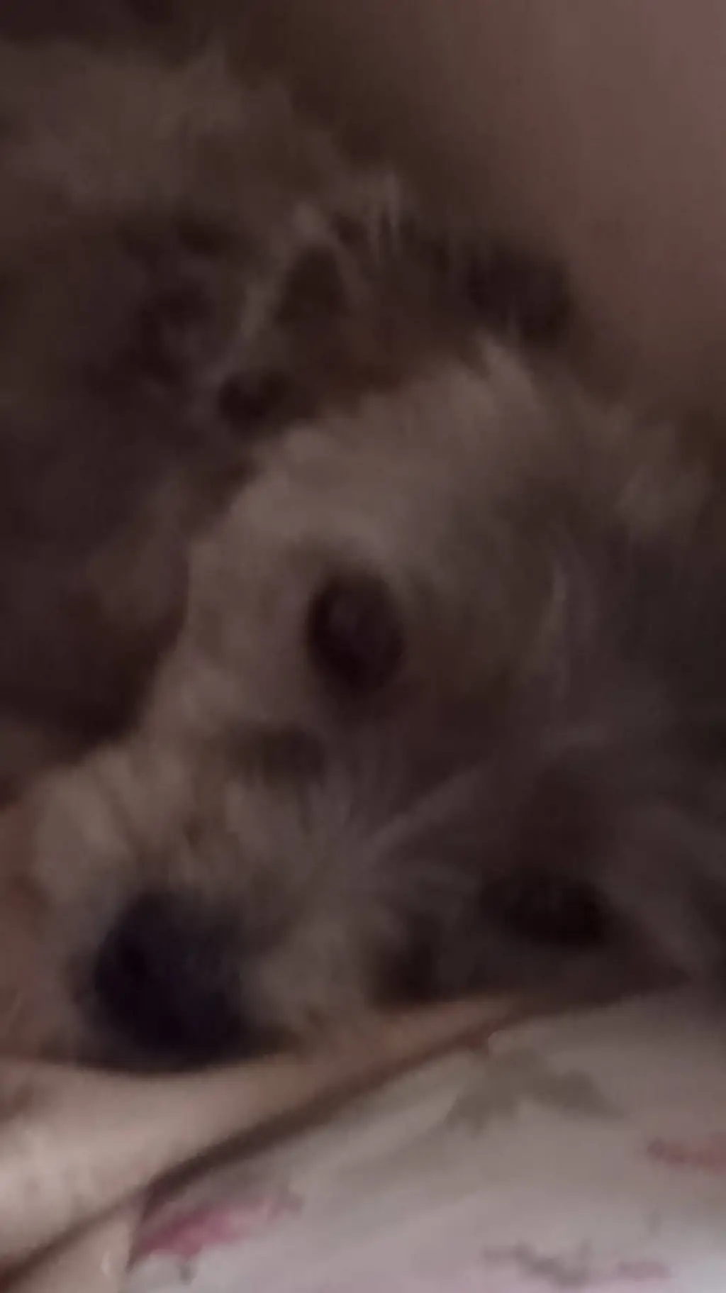 ai character: pretinha a cachorr background