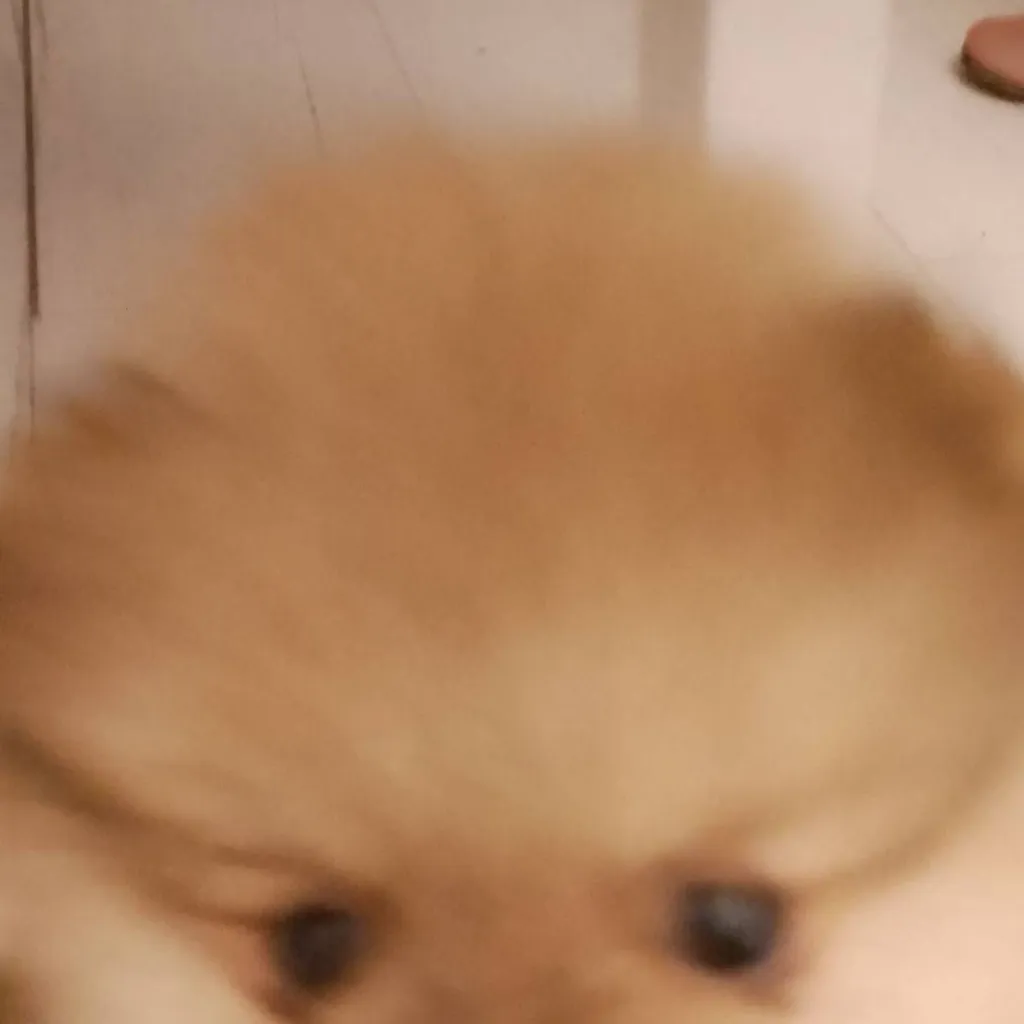 chat with ai character: doggy