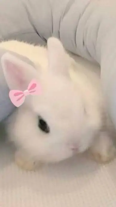 ai character: buuny background