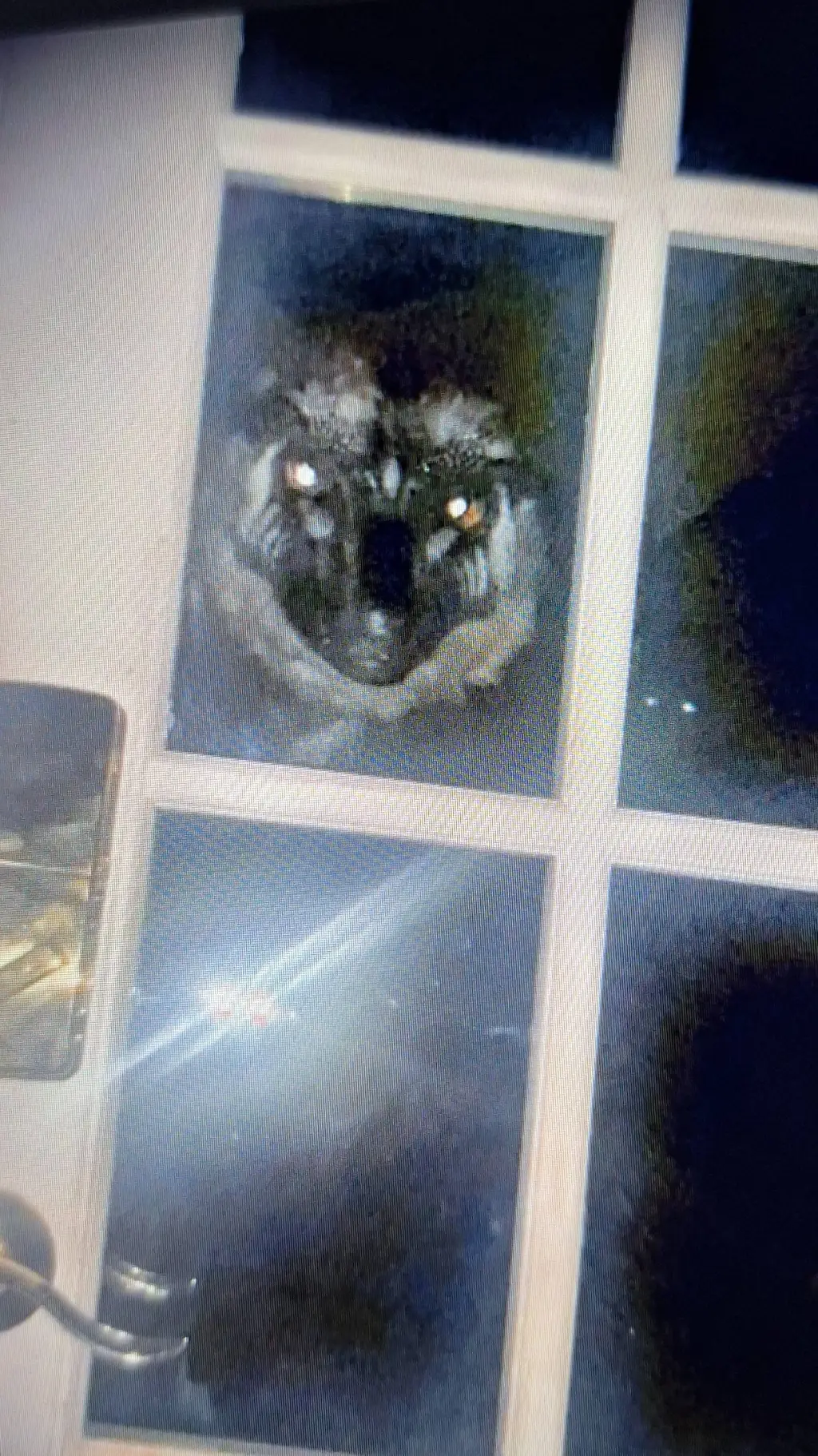 ai character: ♠︎ROODON BOREALIS♤ background