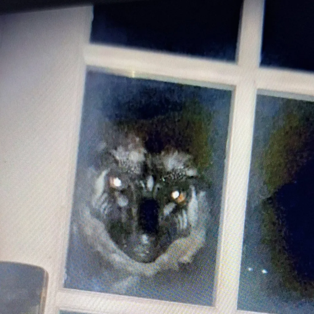 chat with ai character: ♠︎ROODON BOREALIS♤