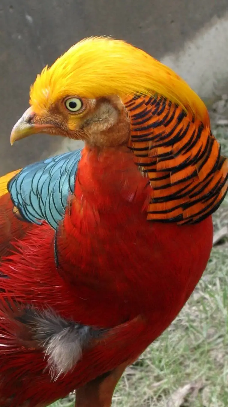 ai character: 🏆golden pheasant🏆 background