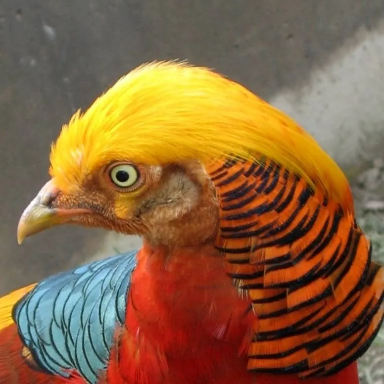 chat with ai character: 🏆golden pheasant🏆