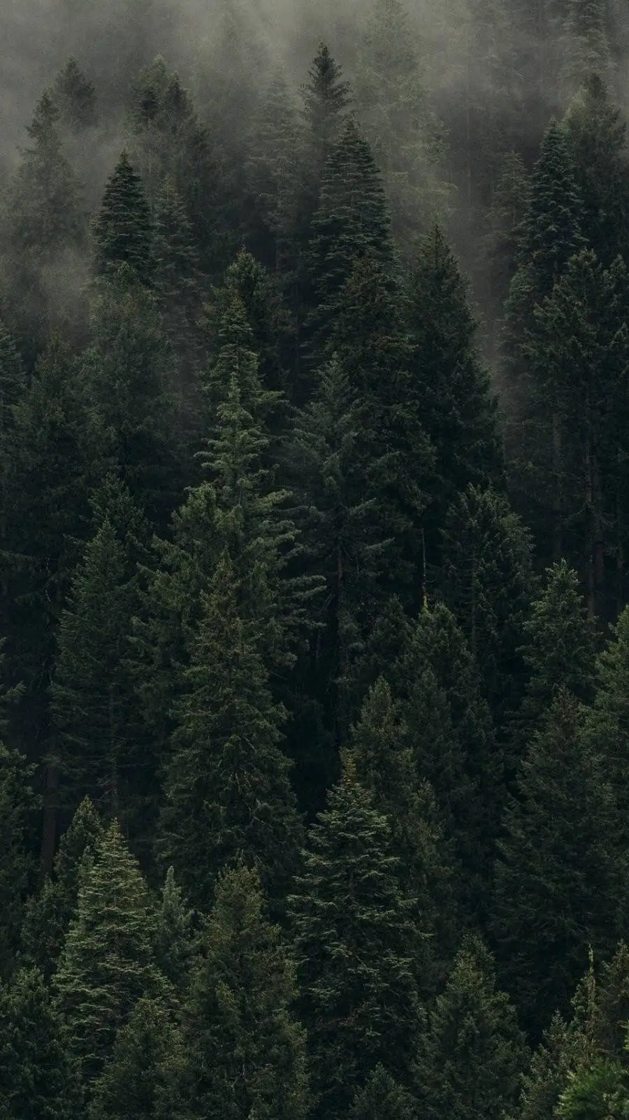 ai character: 🪶F O R E S T  MH🦴 background