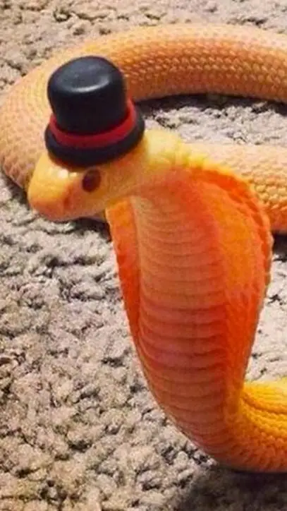 ai character: sponge bob :D background