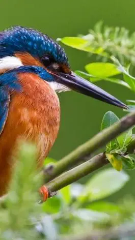 ai character: kingfisher background