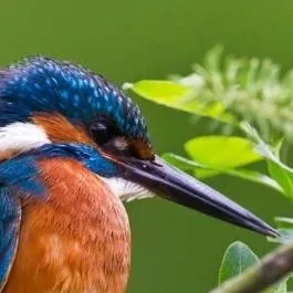 chat with ai character: kingfisher