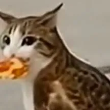 chat with ai character: Meowl pizza