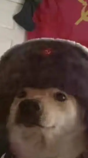 ai character: Russia Doge  background