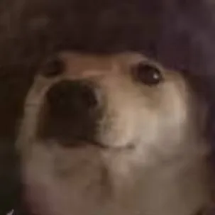 chat with ai character: Russia Doge 