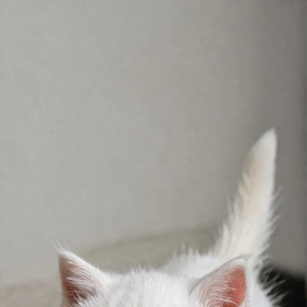 chat with ai character: Snowy 