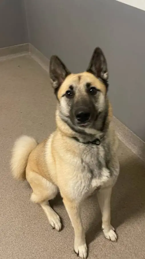 ai character: My dog background