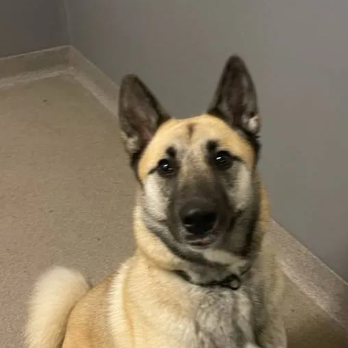 chat with ai character: My dog