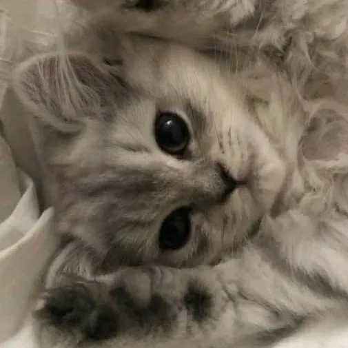 chat with ai character: 🍓Котик🍪