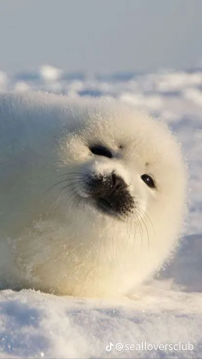 ai character: Be a silly seal :P background