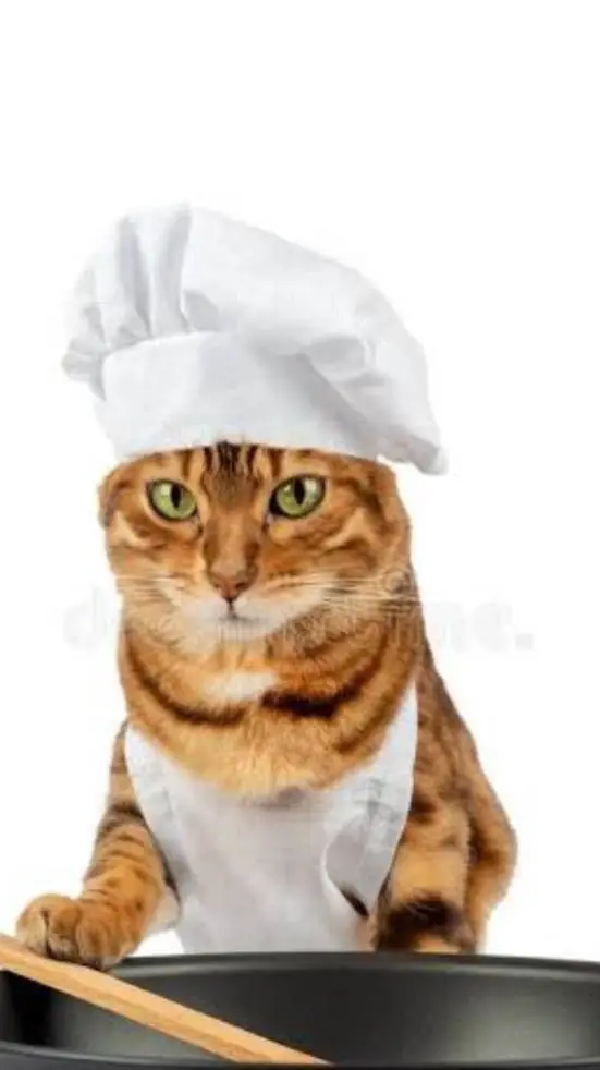 Talkie AI - Chat with gatico cocinero