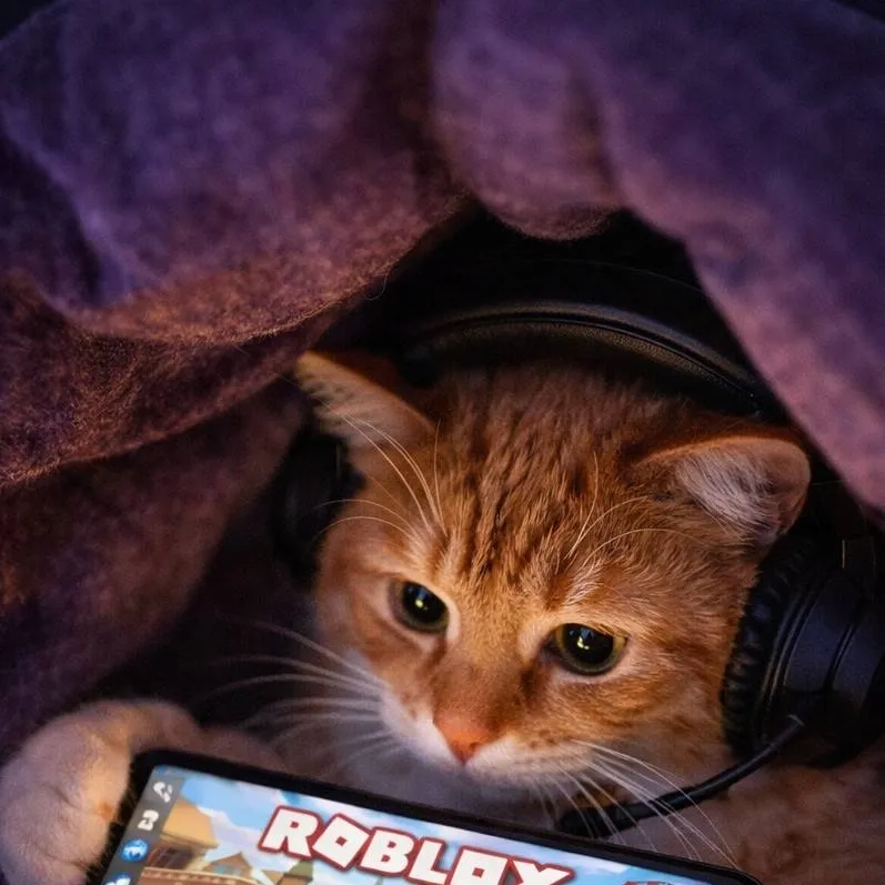 chat with ai character: Gato de rua