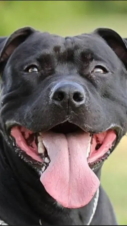 ai character: Will Pitbull  background