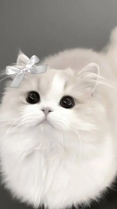 ai character: Mochi background