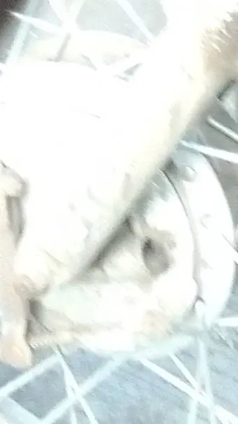 ai character: help me sleep plea background