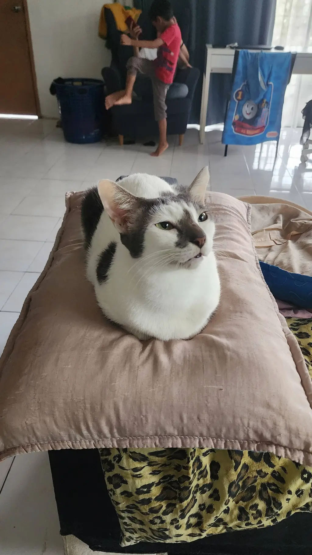 ai character: Dw as cats background