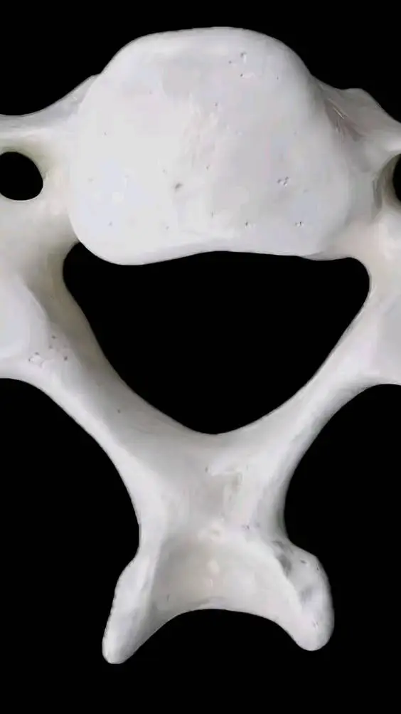 ai character: C6 vertebra background