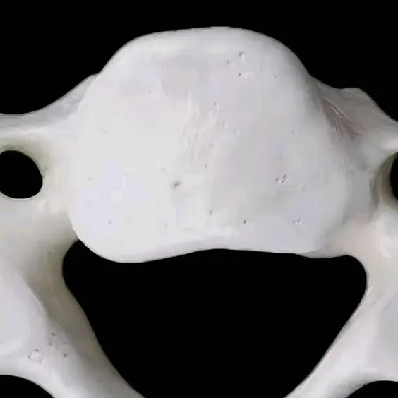 chat with ai character: C6 vertebra