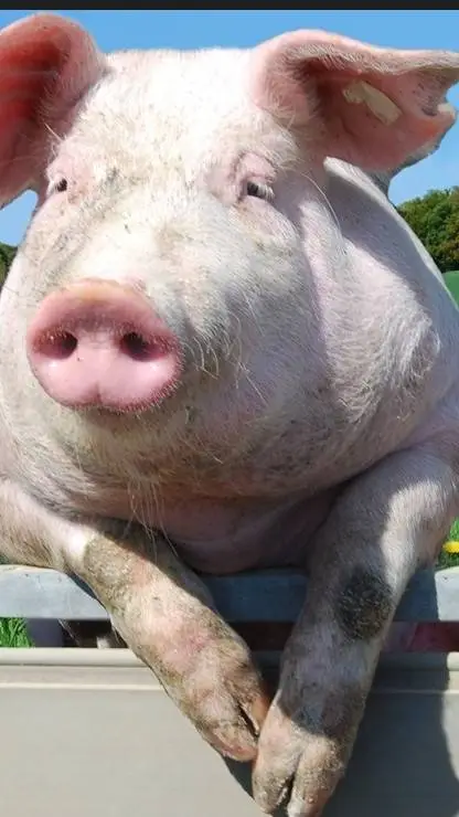 ai character: Oats Problem background