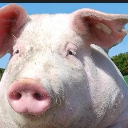 chat with ai character: Oats Problem