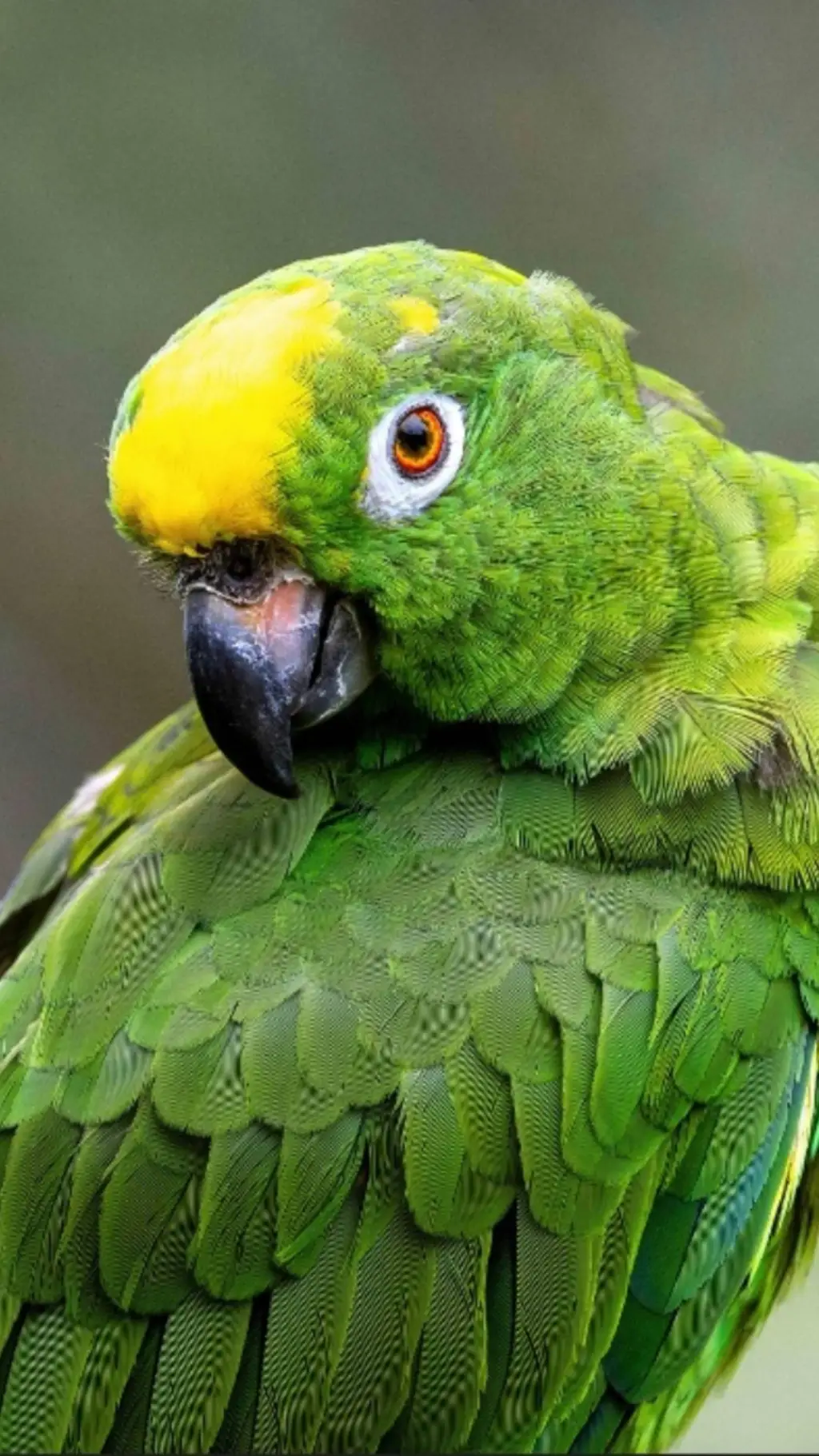 ai character: Parrot  background