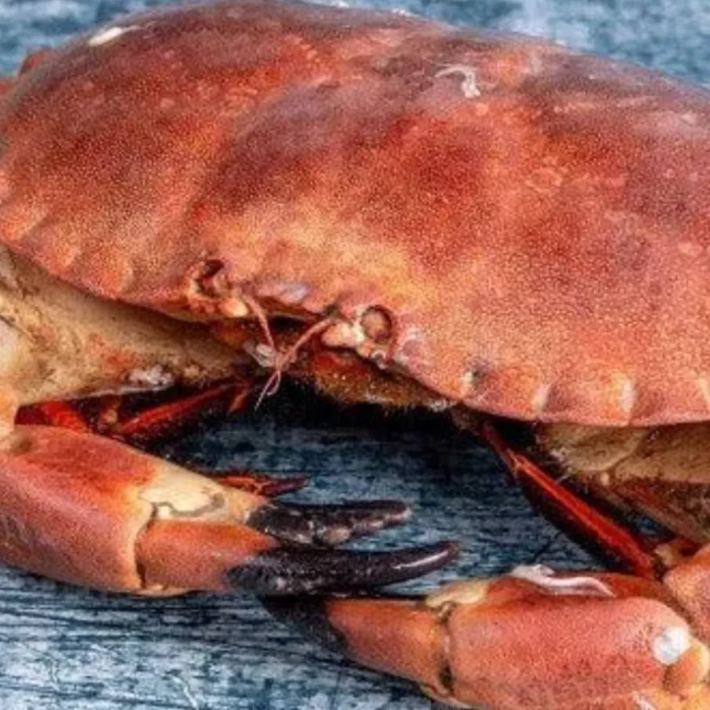 chat with ai character: Crab