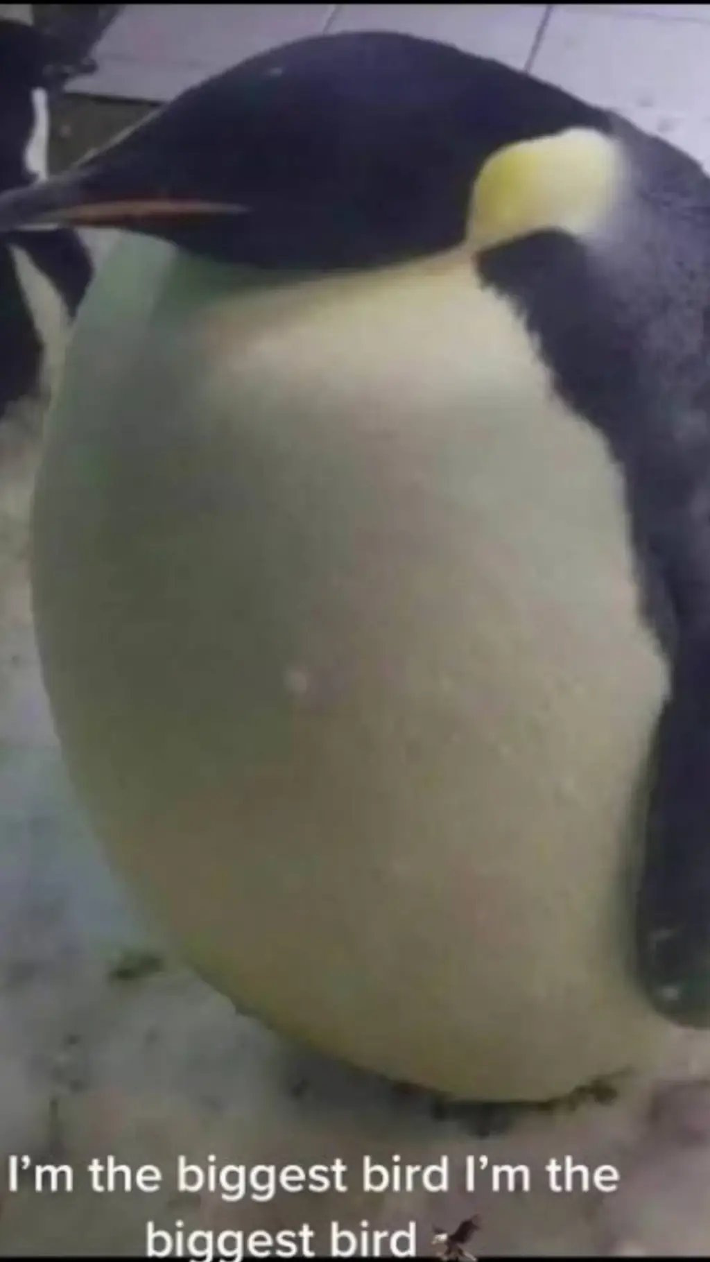 ai character: Im Da Biggest bird background